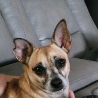 Somerset Animal Clinic ico
