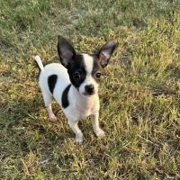 Amigo Animal Hospital ico