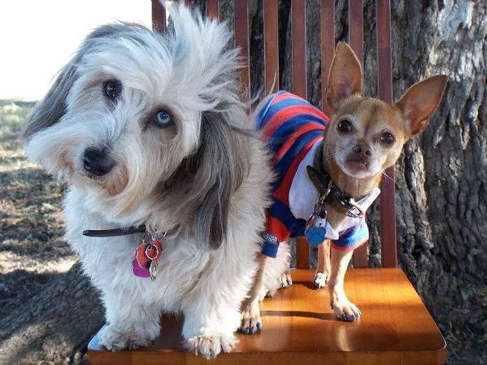 Amigo Animal Hospital 12