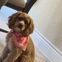 NDS Animal Hospital ico