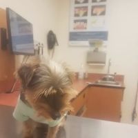 Banfield Pet Hospital ico