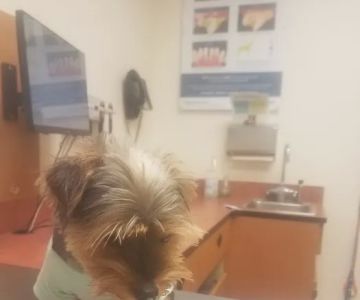 Banfield Pet Hospital