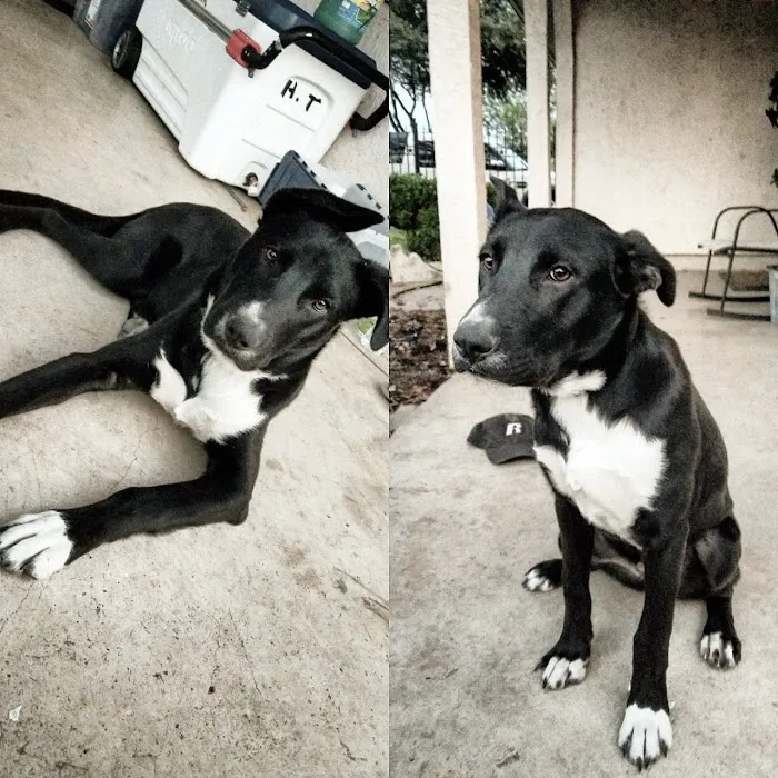 Banfield Pet Hospital 12