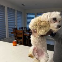 Culebra Creek Veterinary Hospital & Resort ico