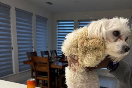 Culebra Creek Veterinary Hospital & Resort