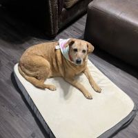 Thrive Pet Healthcare - Alamo Ranch ico