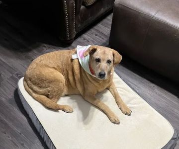 Thrive Pet Healthcare - Alamo Ranch