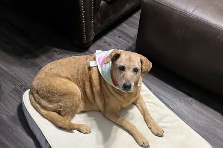 Thrive Pet Healthcare - Alamo Ranch