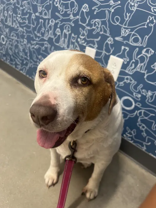 Thrive Pet Healthcare - Alamo Ranch 12