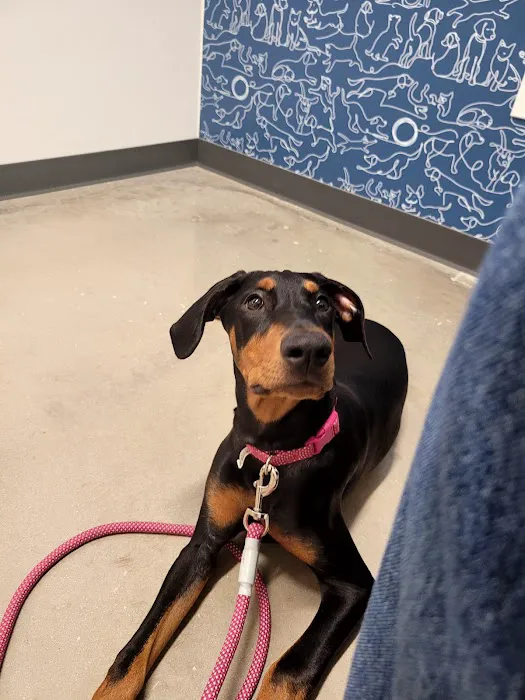 Thrive Pet Healthcare - Alamo Ranch 12