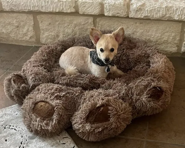 Thrive Pet Healthcare - Alamo Ranch 12