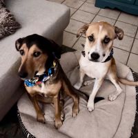 The Ark Pet Hospital ico