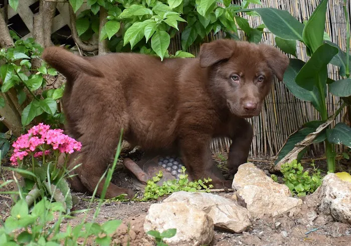 The Ark Pet Hospital 12