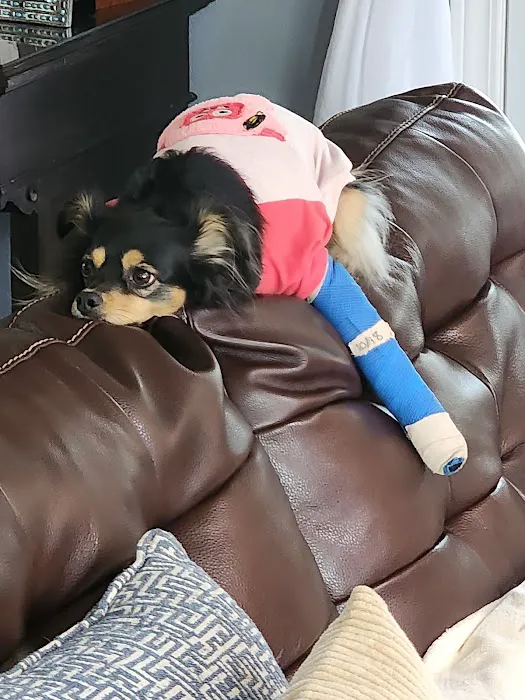 The Ark Pet Hospital 12