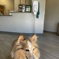 Lili Veterinary Hospital ico
