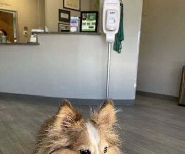 Lili Veterinary Hospital