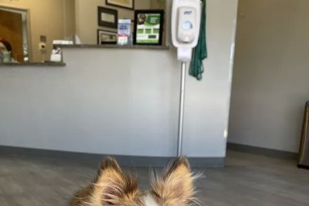 Lili Veterinary Hospital