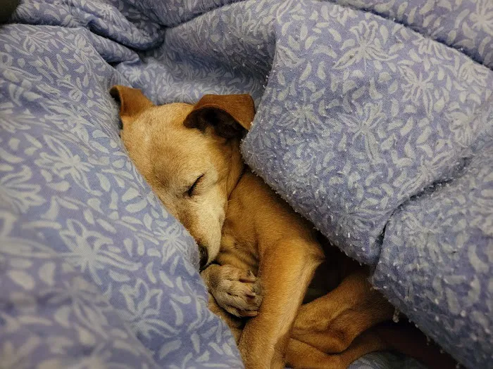 Banfield Pet Hospital 3