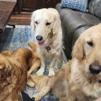 Banfield Pet Hospital ico