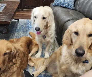 Banfield Pet Hospital