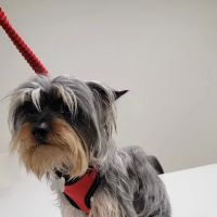 Borgfeld Animal Hospital at Canyon Golf ico
