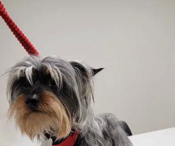 Borgfeld Animal Hospital at Canyon Golf