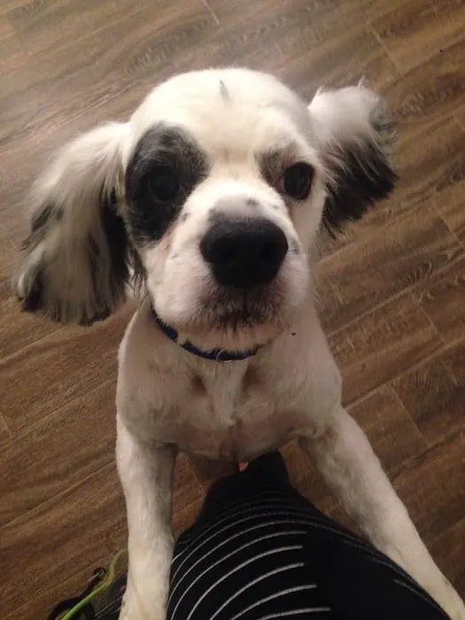 Banfield Pet Hospital 12