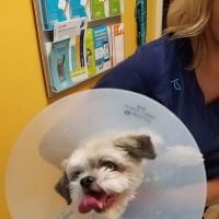 Banfield Pet Hospital ico