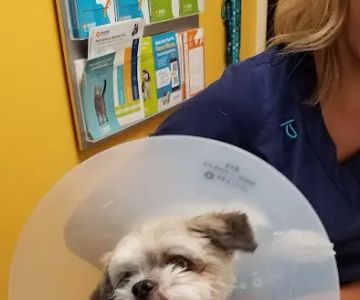 Banfield Pet Hospital