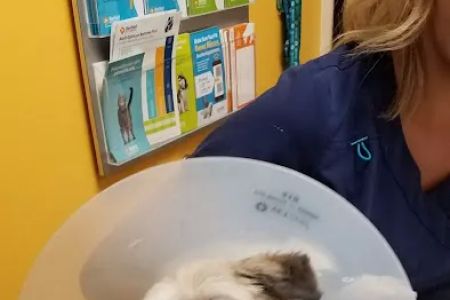 Banfield Pet Hospital