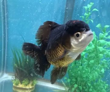 Garage Aquatics
