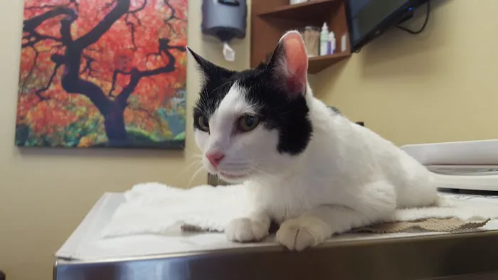 Hill Country Animal Hospital 12