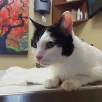 Hill Country Animal Hospital ico
