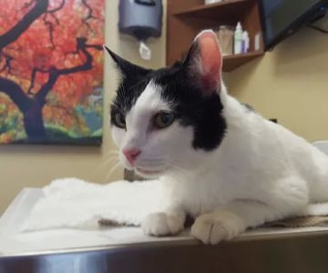 Hill Country Animal Hospital