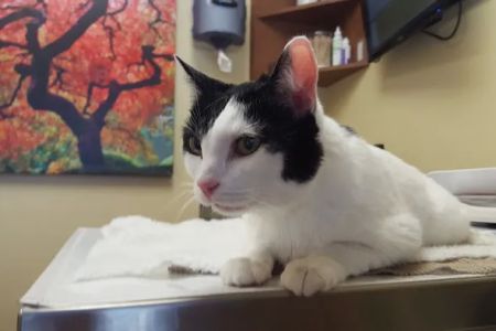 Hill Country Animal Hospital