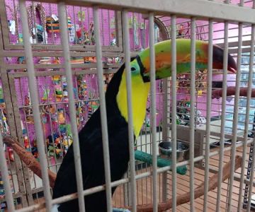 XtremeMundial Birds