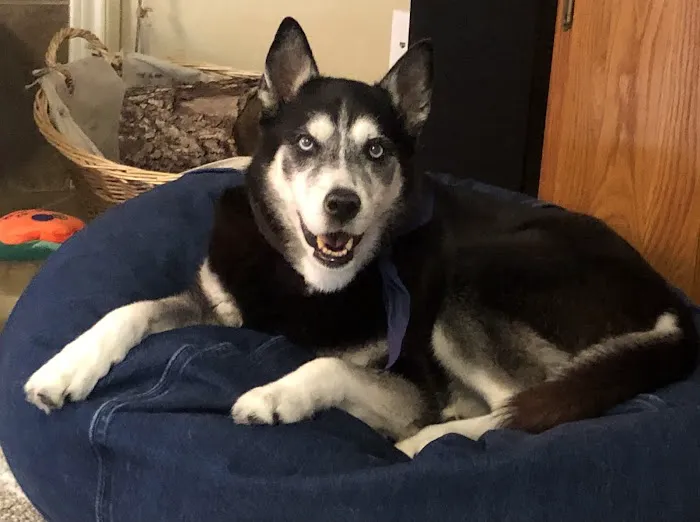 Spring Creek Animal Hospital 12