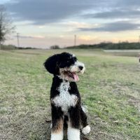 Spring Creek Animal Hospital ico