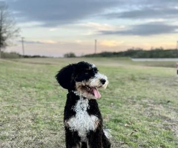 Spring Creek Animal Hospital