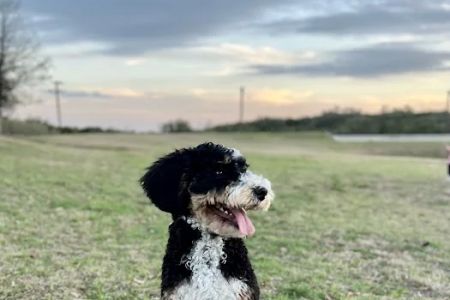 Spring Creek Animal Hospital