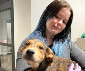 Heritage Oaks Animal Hospital