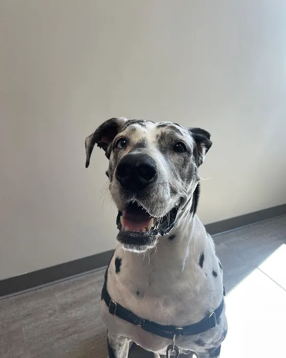Heritage Oaks Animal Hospital 6