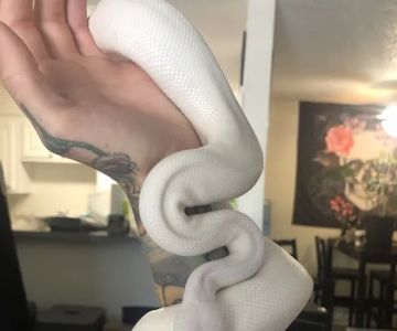 Scales 'N Tails Las Vegas #2