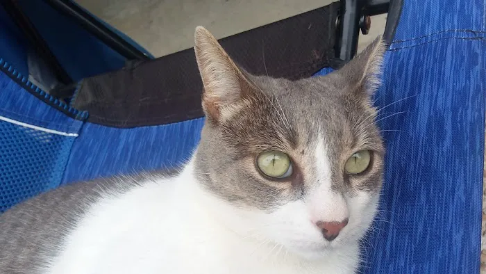 Cibolo Canyons Veterinary Hospital 12