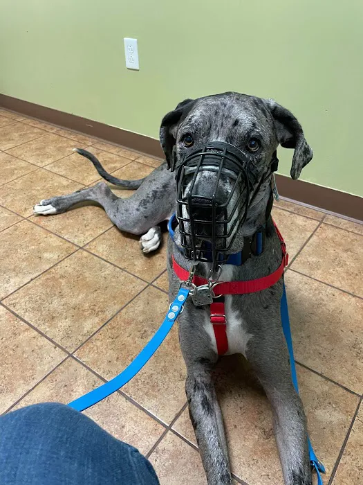 Cibolo Canyons Veterinary Hospital 12