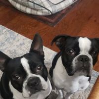 Crestway Animal Clinic ico