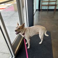 TLC Pet Hospital ico