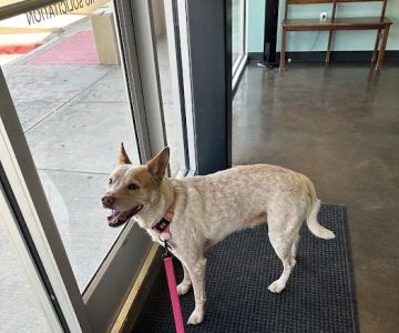 TLC Pet Hospital