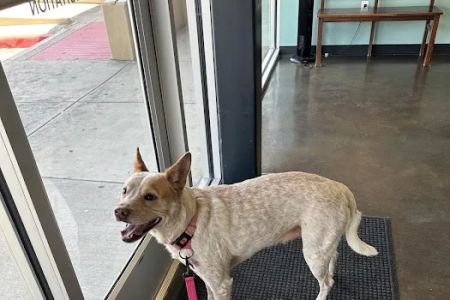 TLC Pet Hospital