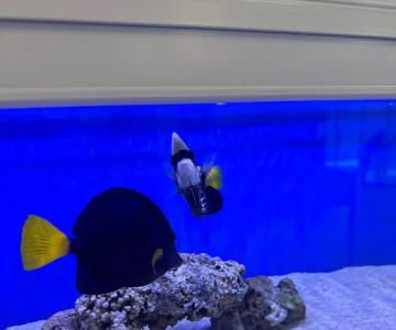 Sin City Aquatics & Maintenance